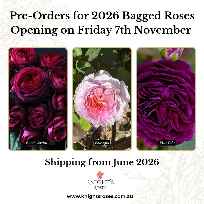 Knight's Roses - 🌹 Exciting news for rose lovers! 🌹... | Facebook
