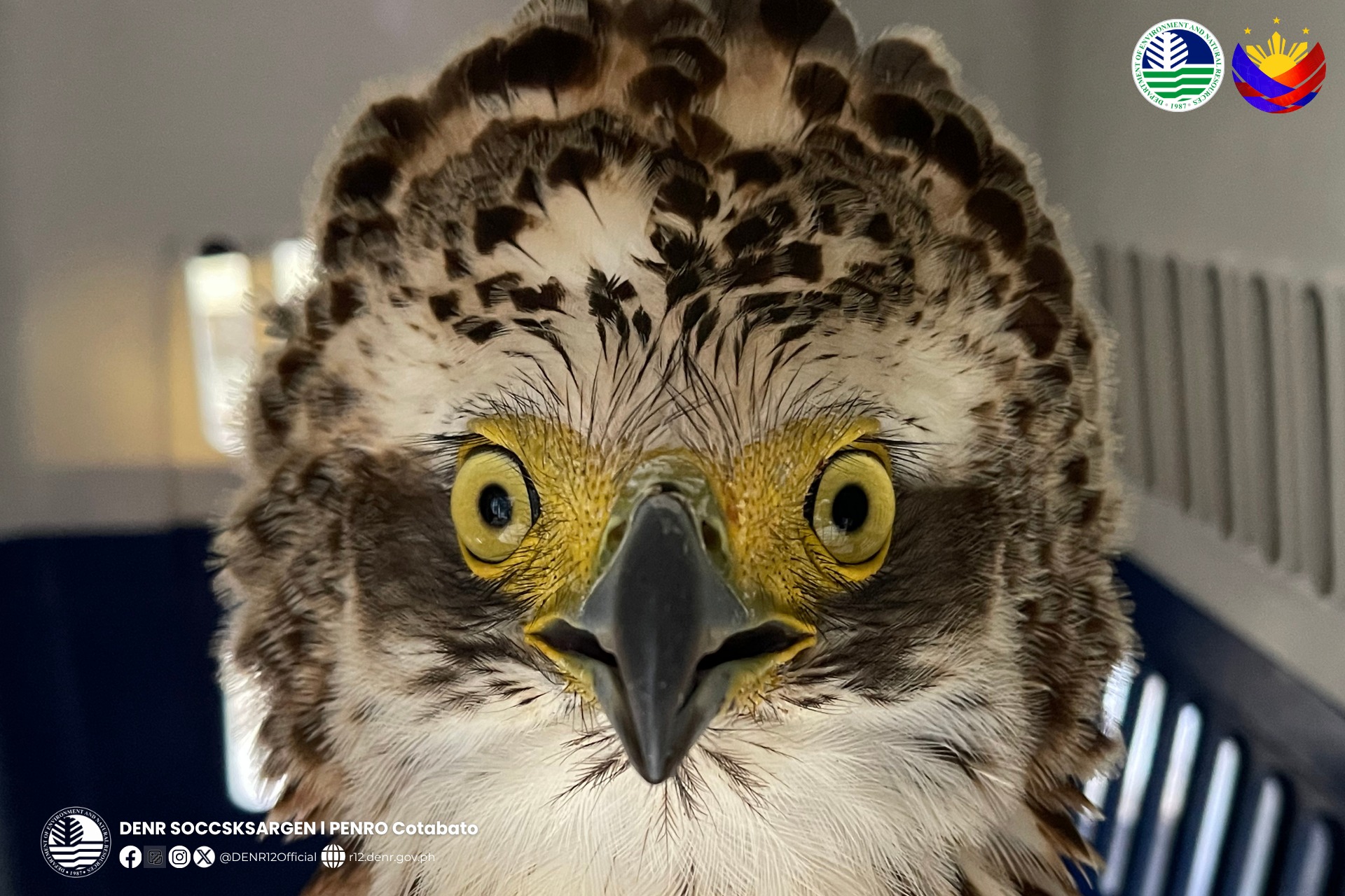 Panay News - SOAR HIGH, PHILIPPINE SERPENT EAGLE 🦅 LOOK:... | Facebook