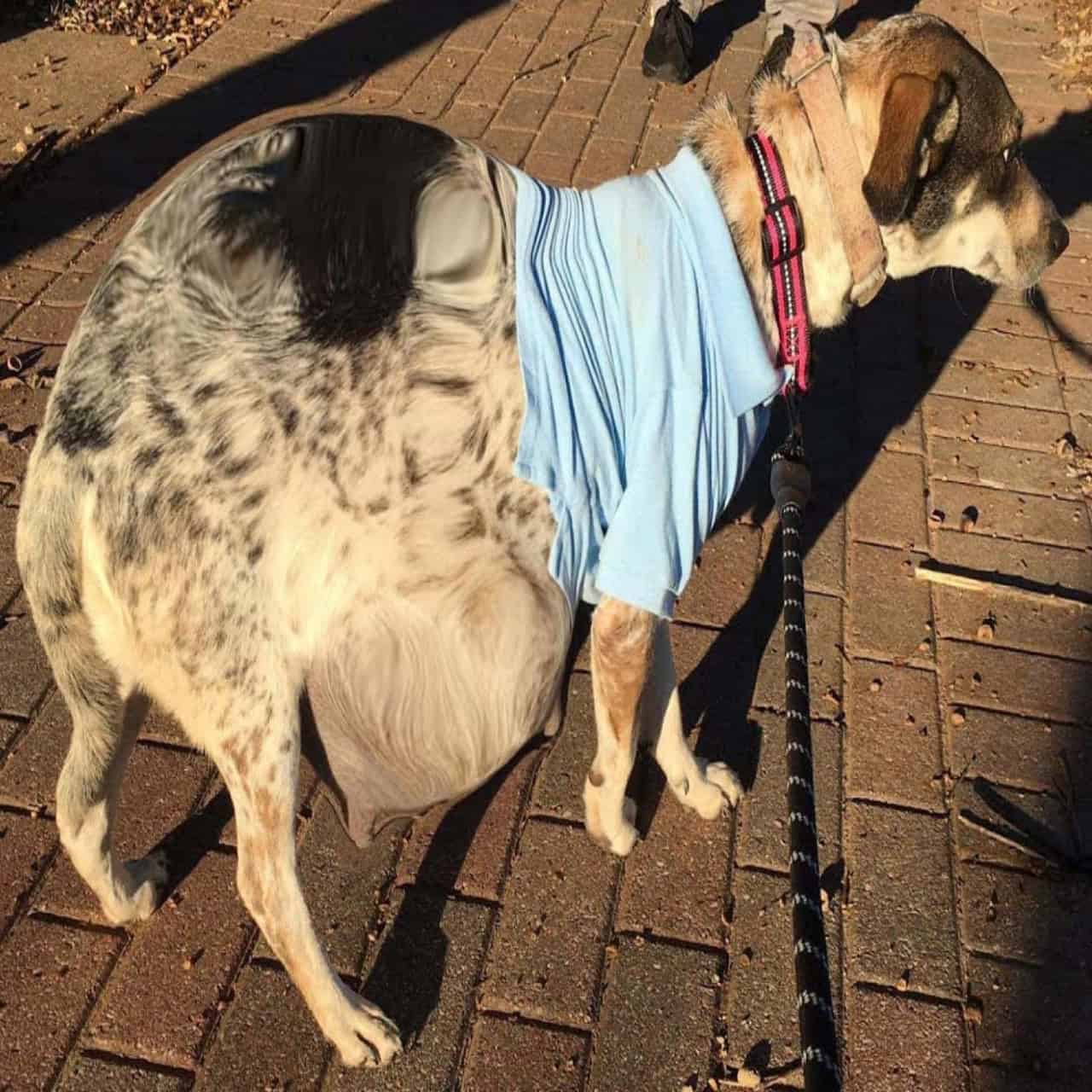 Positive - Once neglected and left chained in harsh conditions, Bella ...