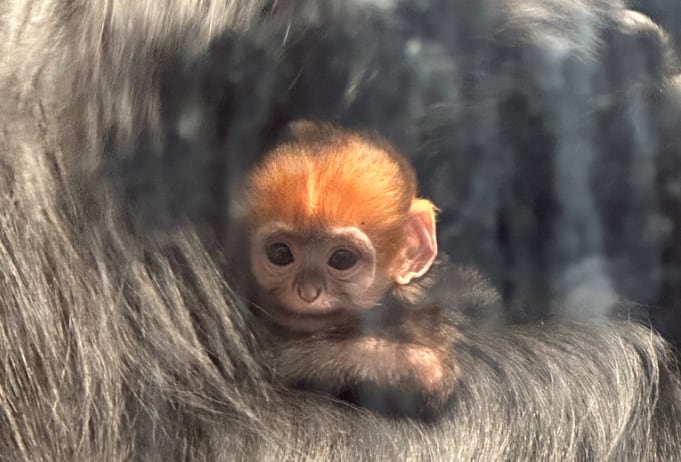 非売品 レコード/ blanc. new world MONKEY MAJIK Amazon.co.jp
