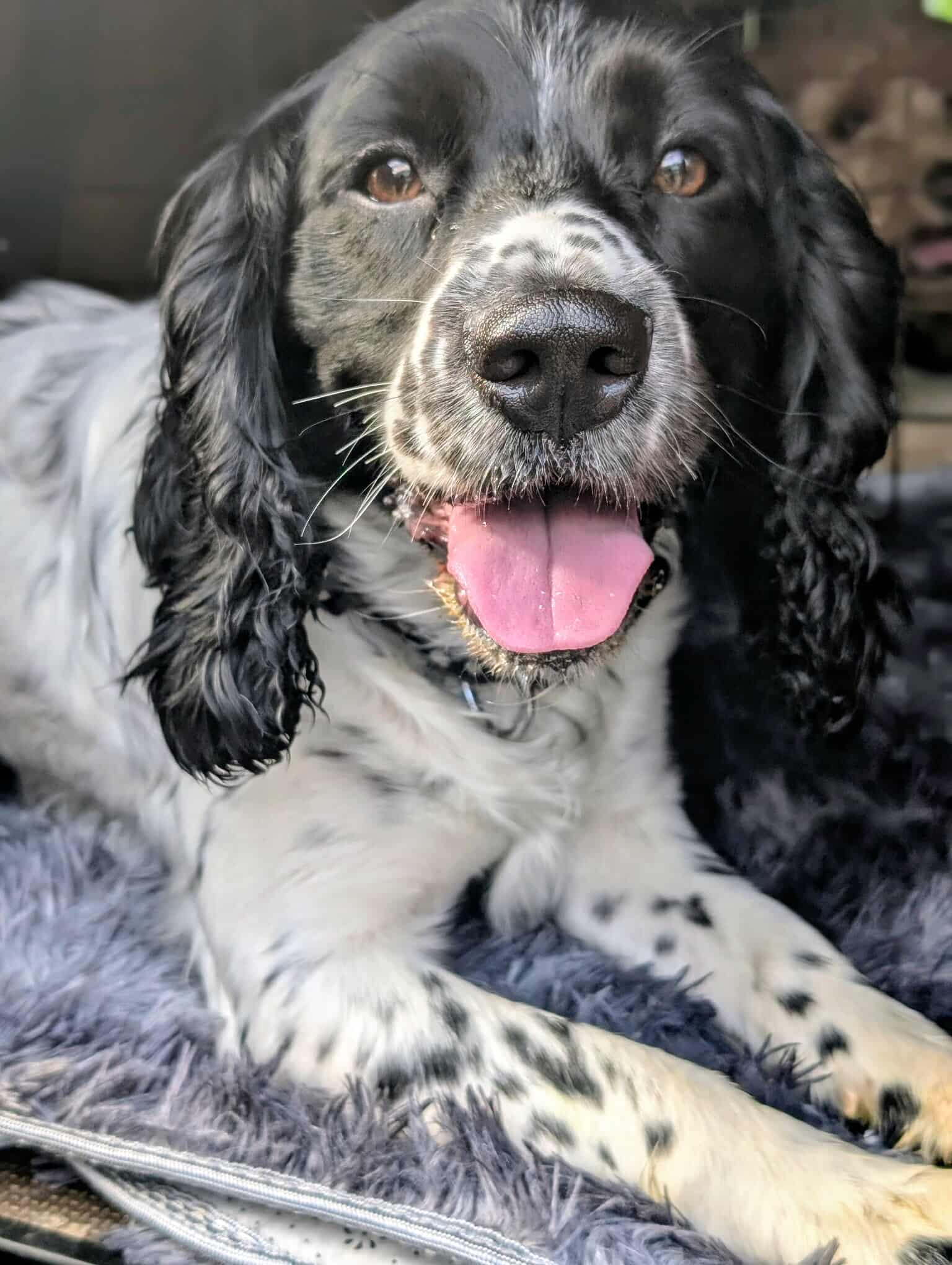 Northern... - Northern English Springer Spaniel Rescue