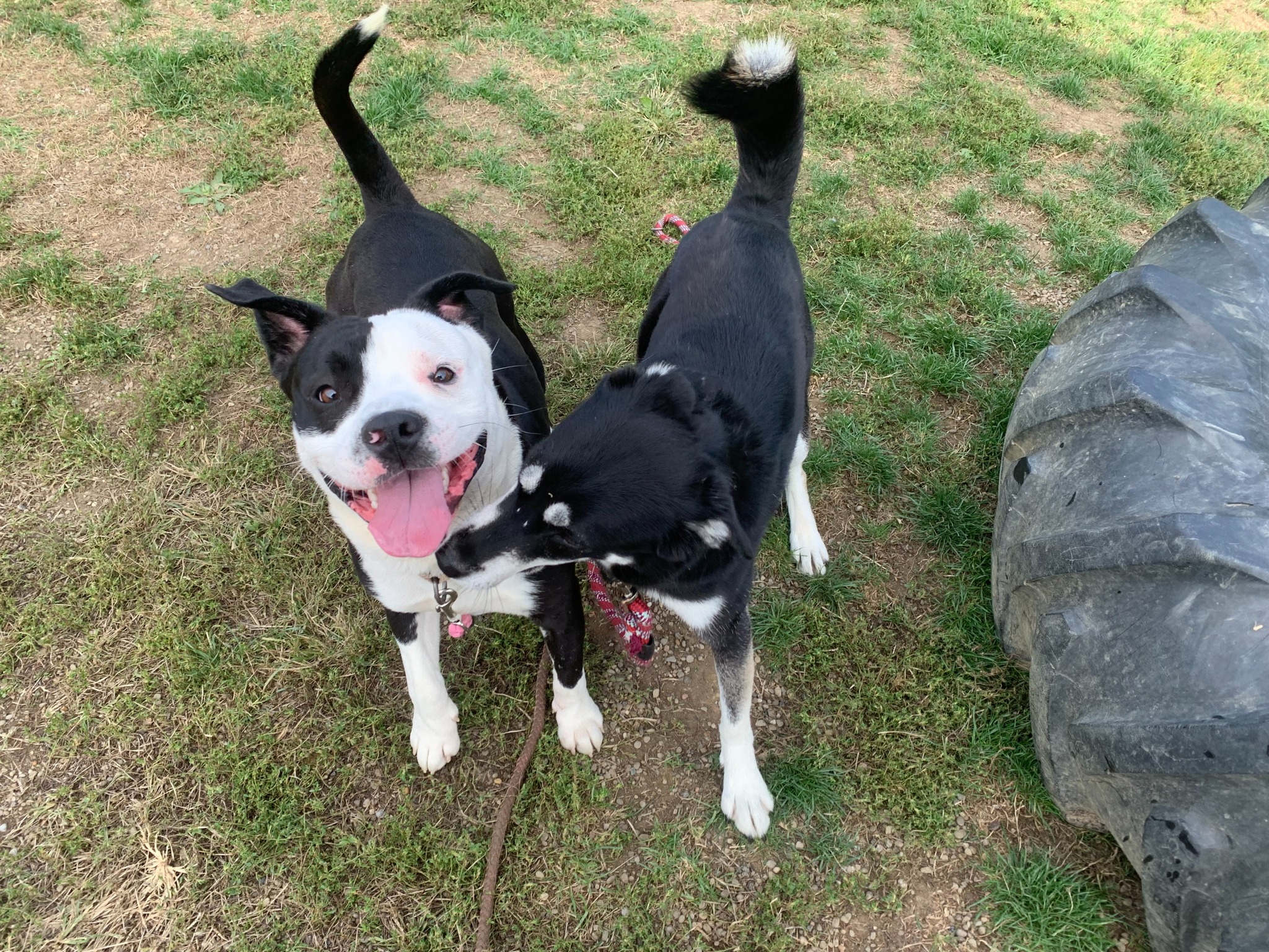 Beaver - Happy Saturday—did you know shelter dogs Darwin and Converse ...