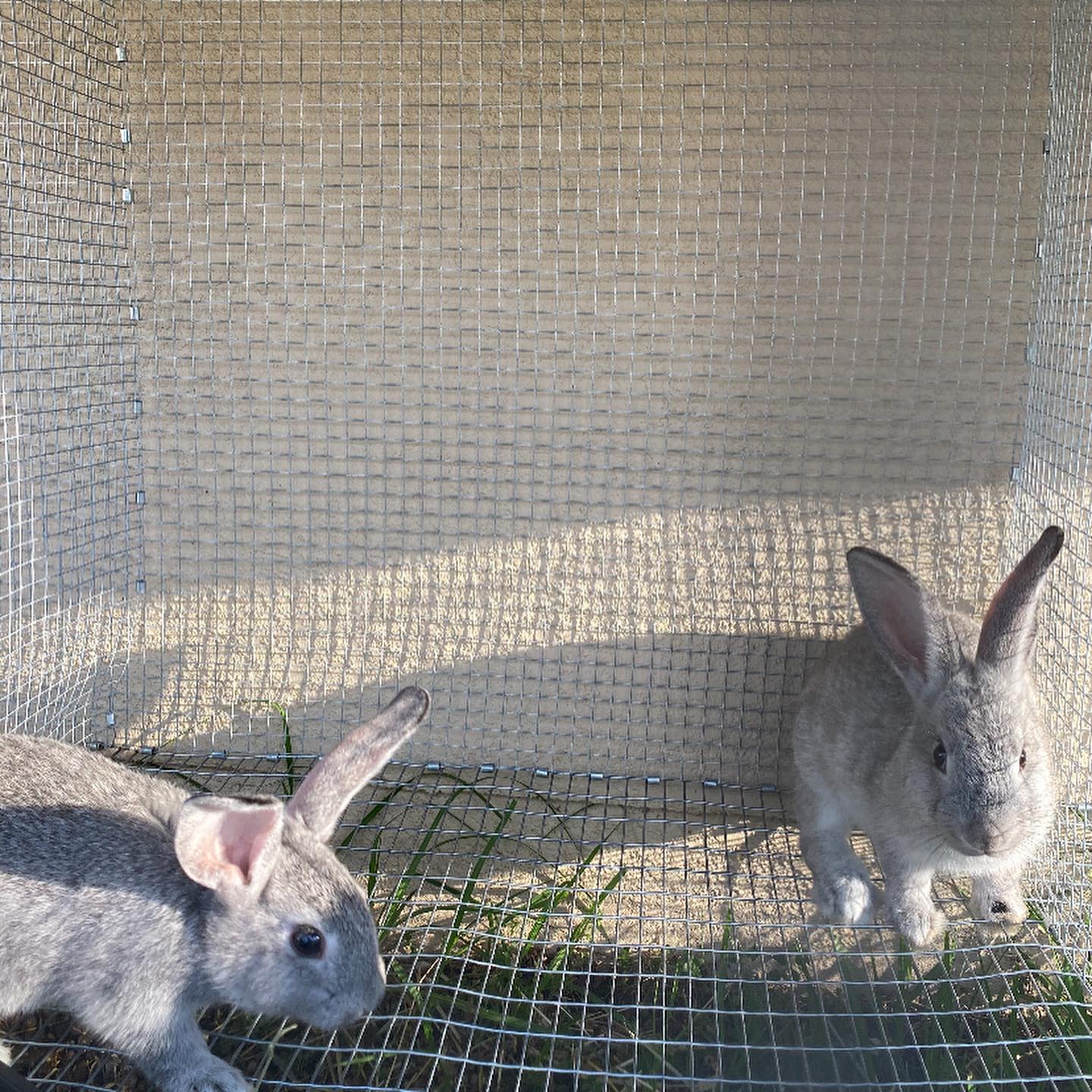 Burrow Rabbitry - The boys! #amchin #americanchinchilla... | Facebook