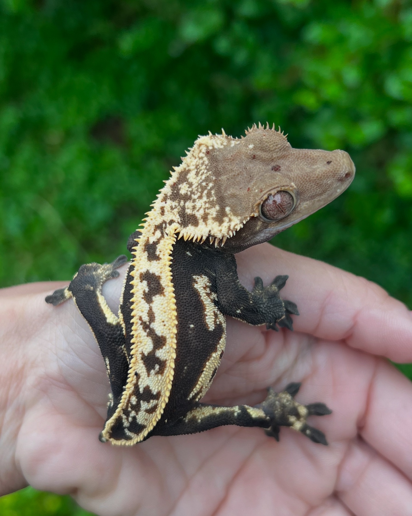 Aspiro Geckos