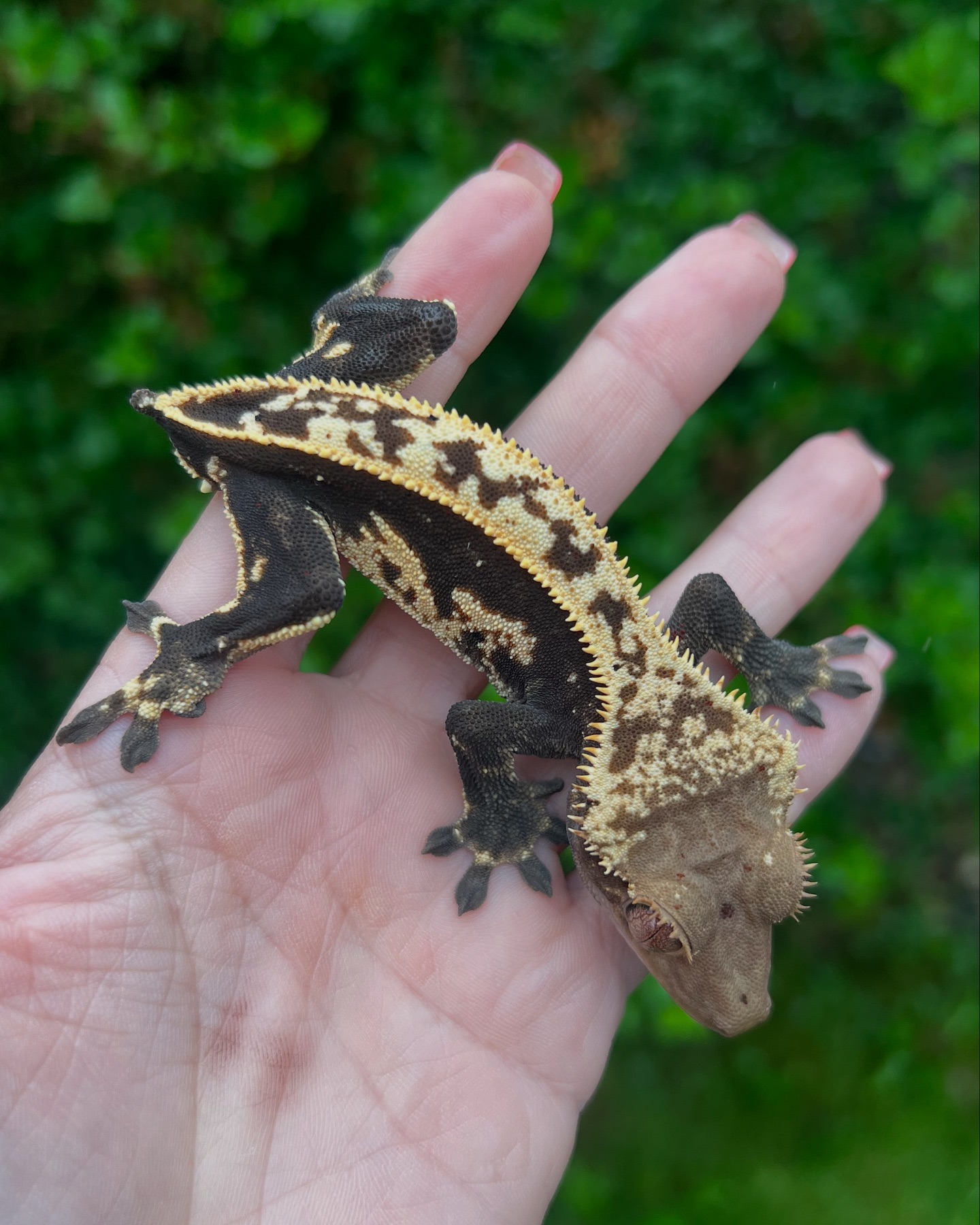 Aspiro Geckos