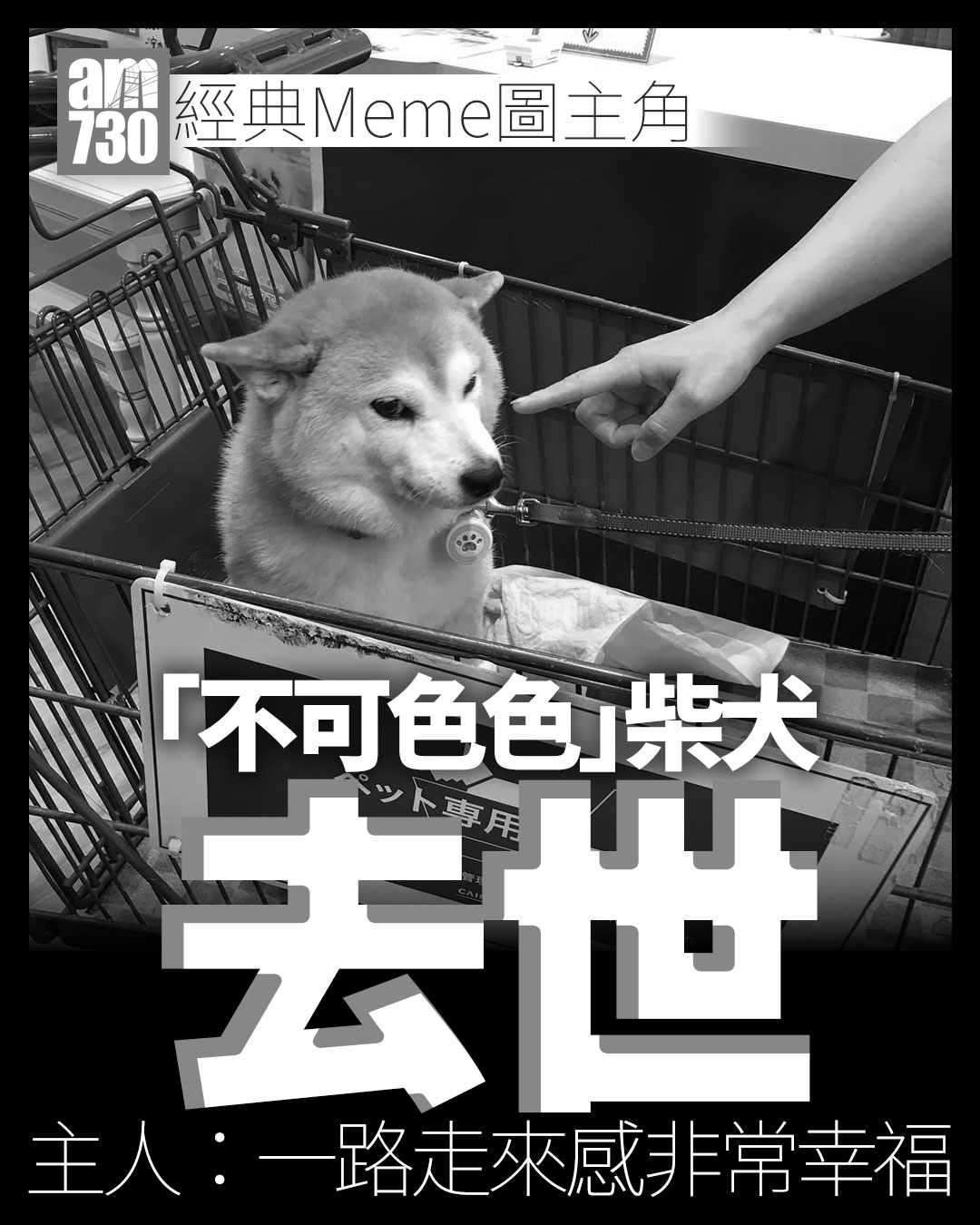 am730 - Meme圖會長留網絡🙏 #不可以色色 #柴犬 #am730 | Facebook