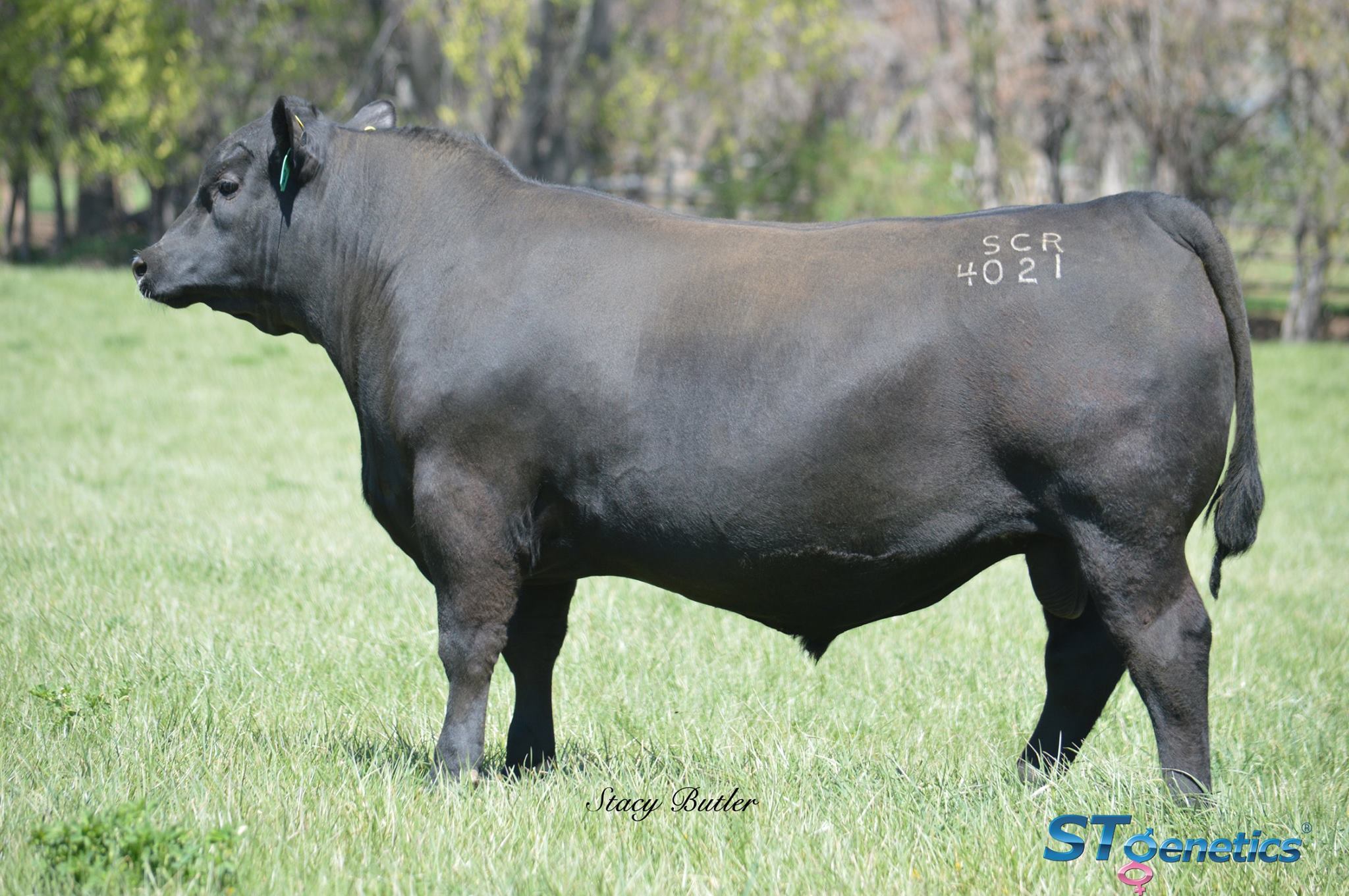 Reverse Rocking R Ranch added a... - Reverse Rocking R Ranch
