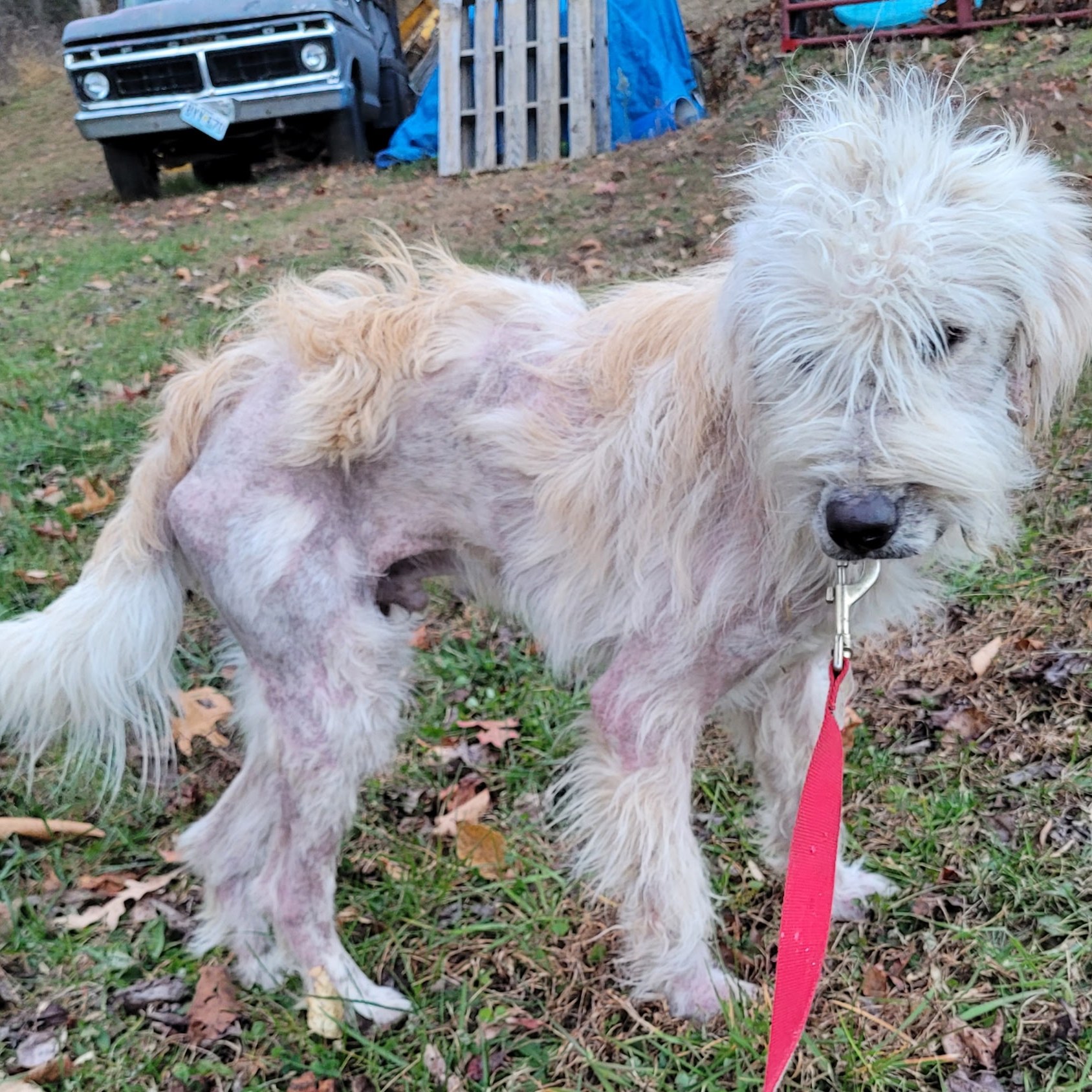 Floyd County Humane... - Floyd County Humane Society, VA