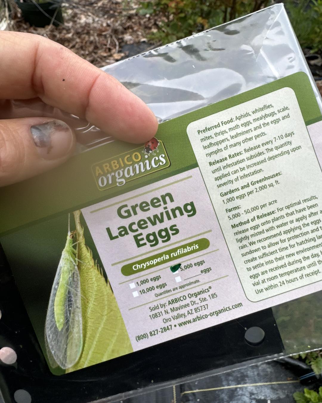 Sow - Full round of beneficial insect release today in my natural pest ...