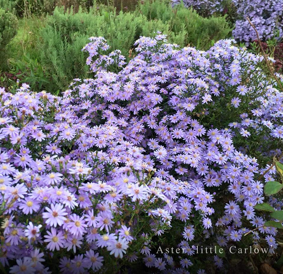10月9日夕方 昨年植えられたアスター 'リトルカーロウ' Symphyotrichum