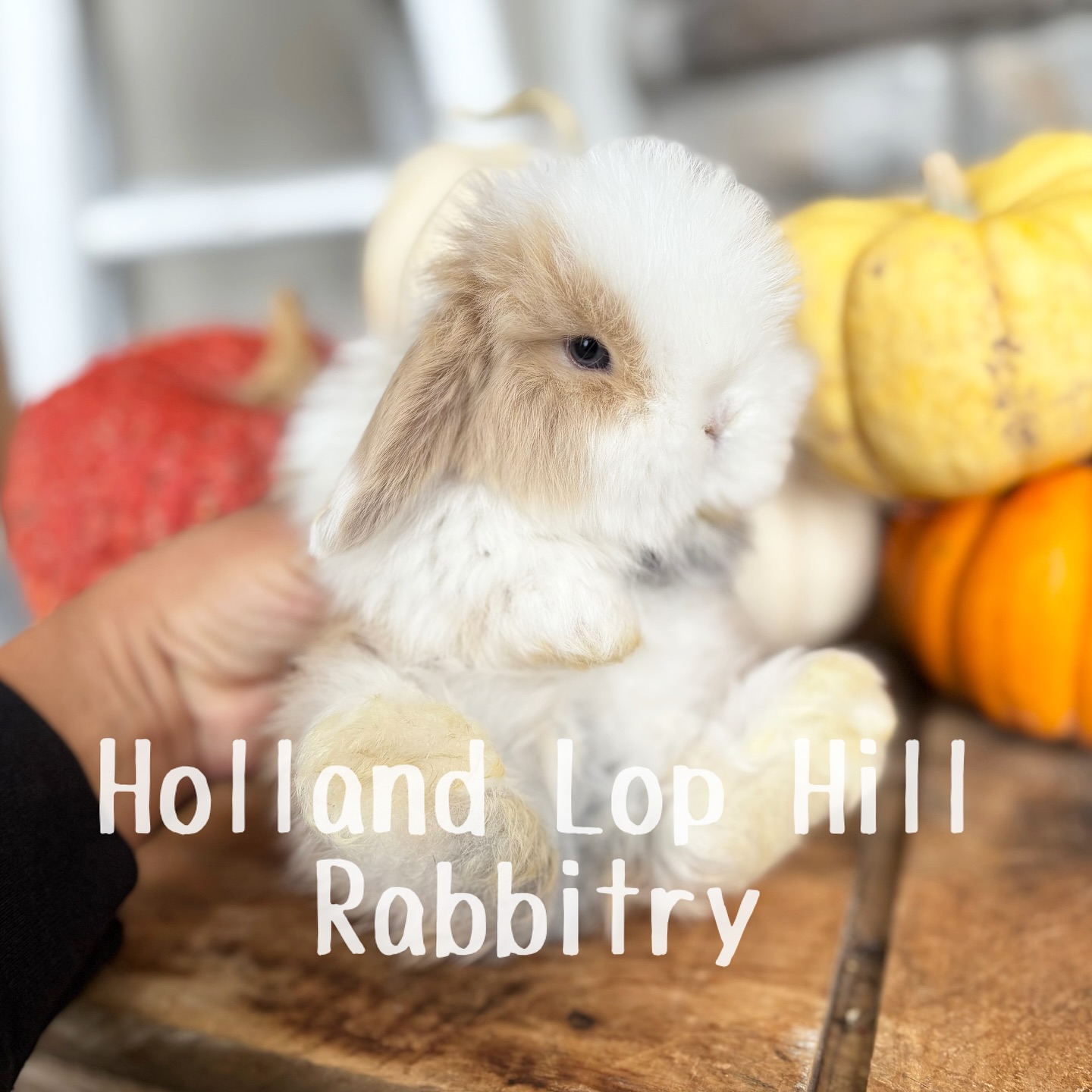 Holland Lop Hill Rabbitry | Shelley ID