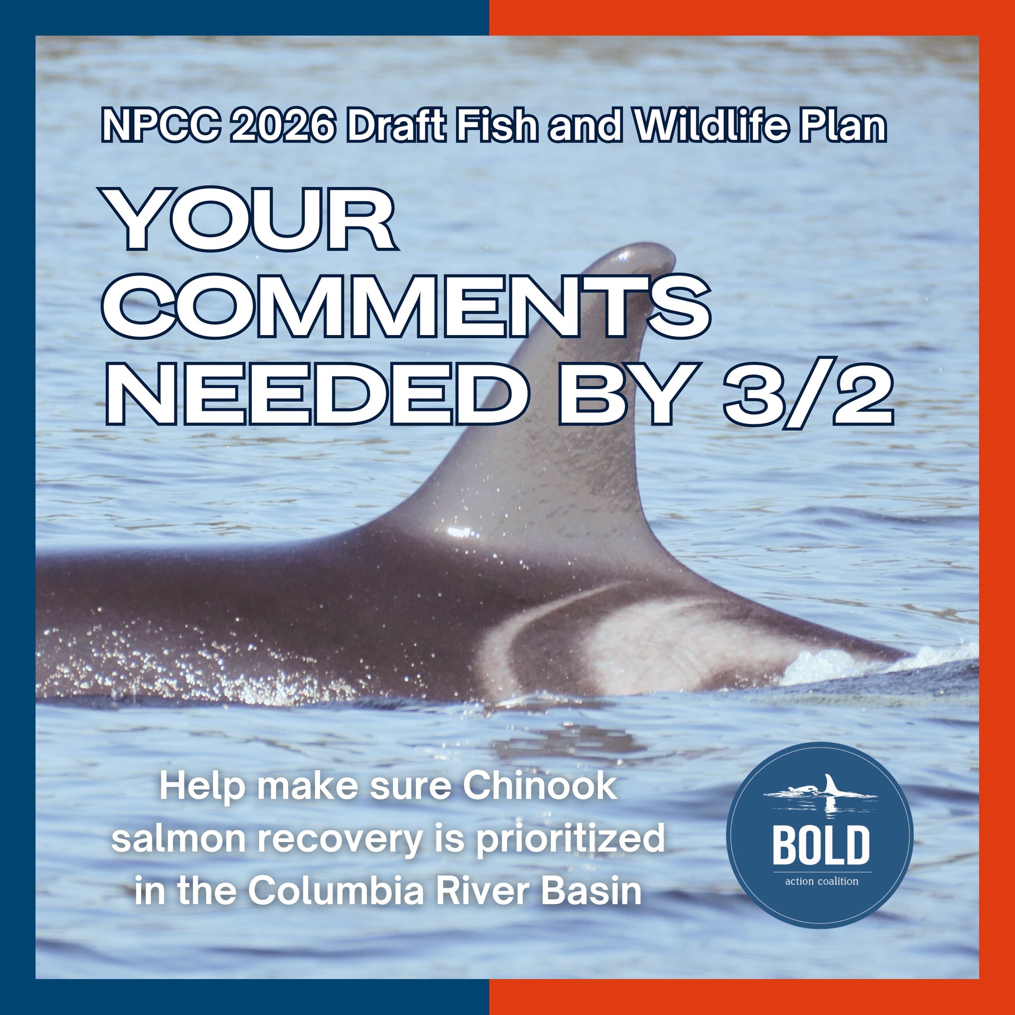 Orca Network - Here is Orca Network's February 27, 2026... | Facebook