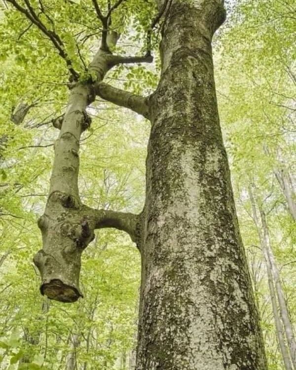 Karvan Society - Tree saved by Tree... 💚🌳 One tree was...