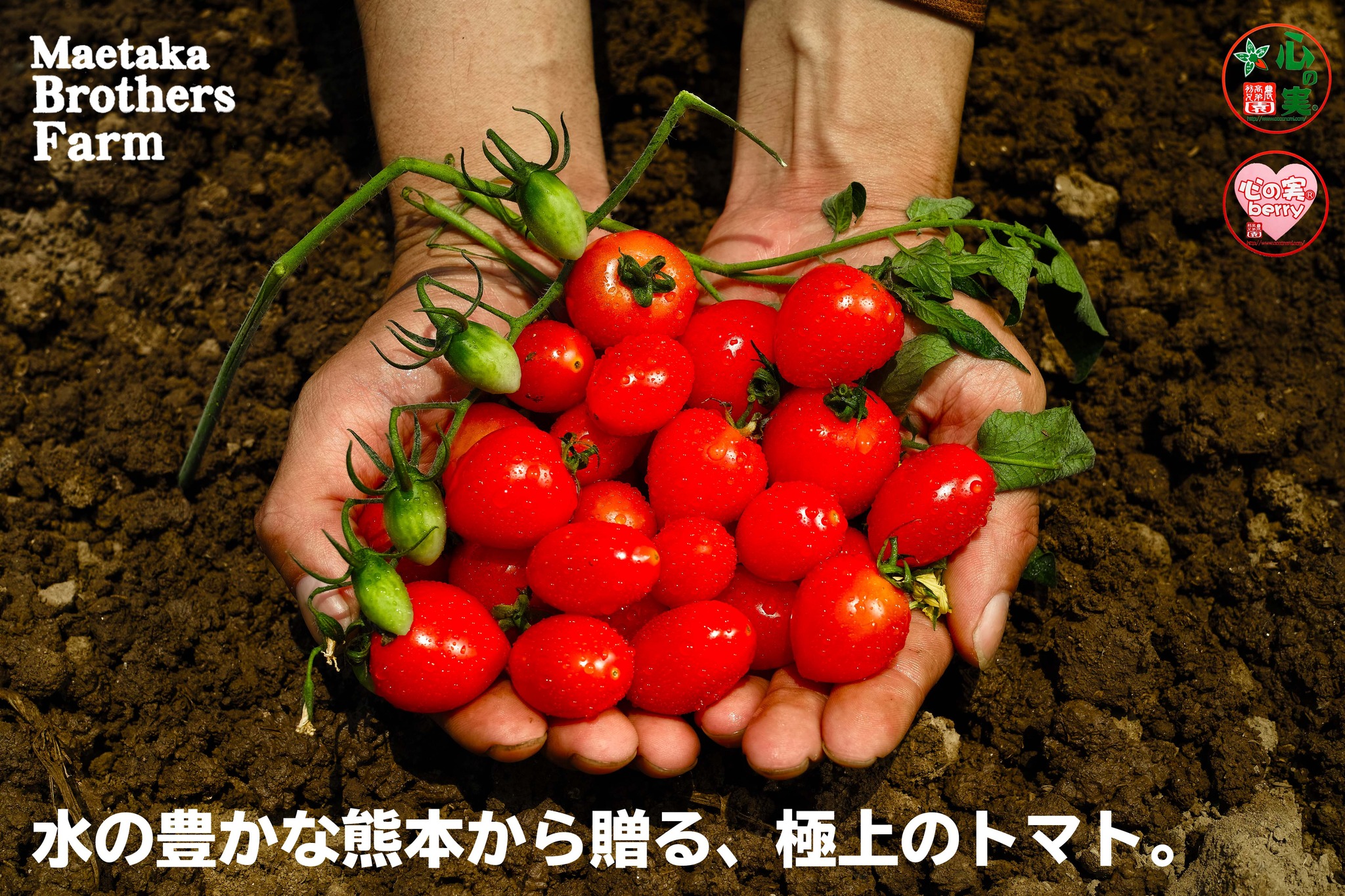 前高兄弟農園 - 人気の #ミニトマト は2種類あります！ #心の実ベリー と #心の実スイート です！...