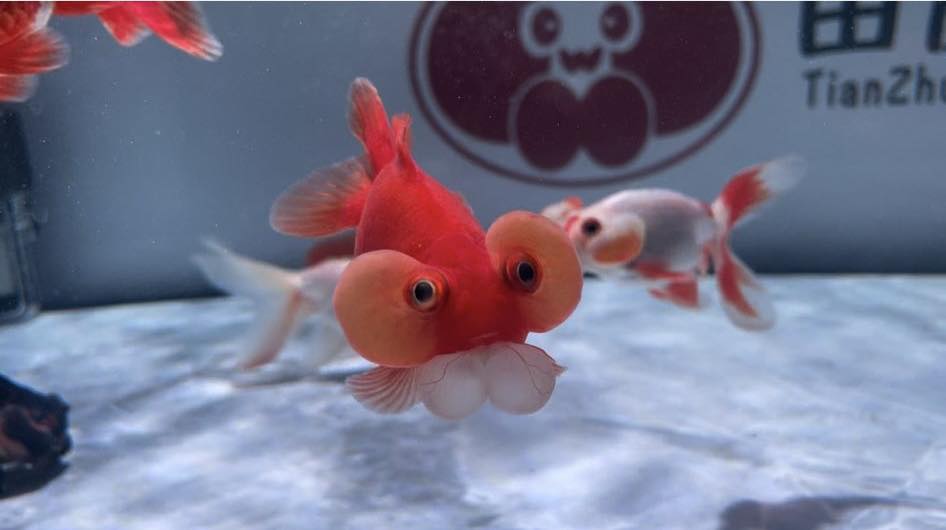 JuzFish ArtQuatics | Singapore Singapore