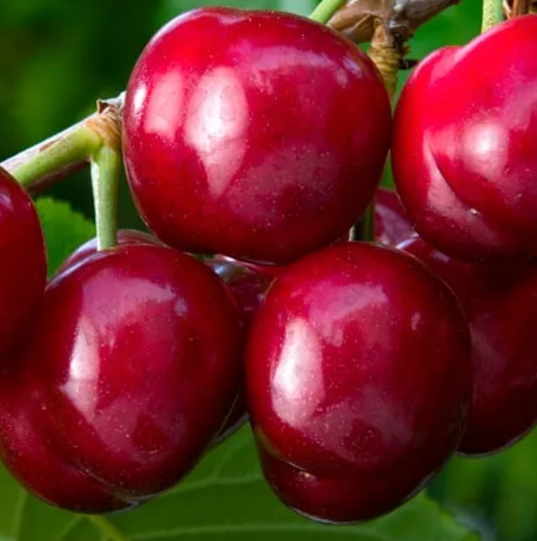 Astoria - 🍒 The Cherries Have Arrived — and They’re Amazing! 🍒 It’s ...