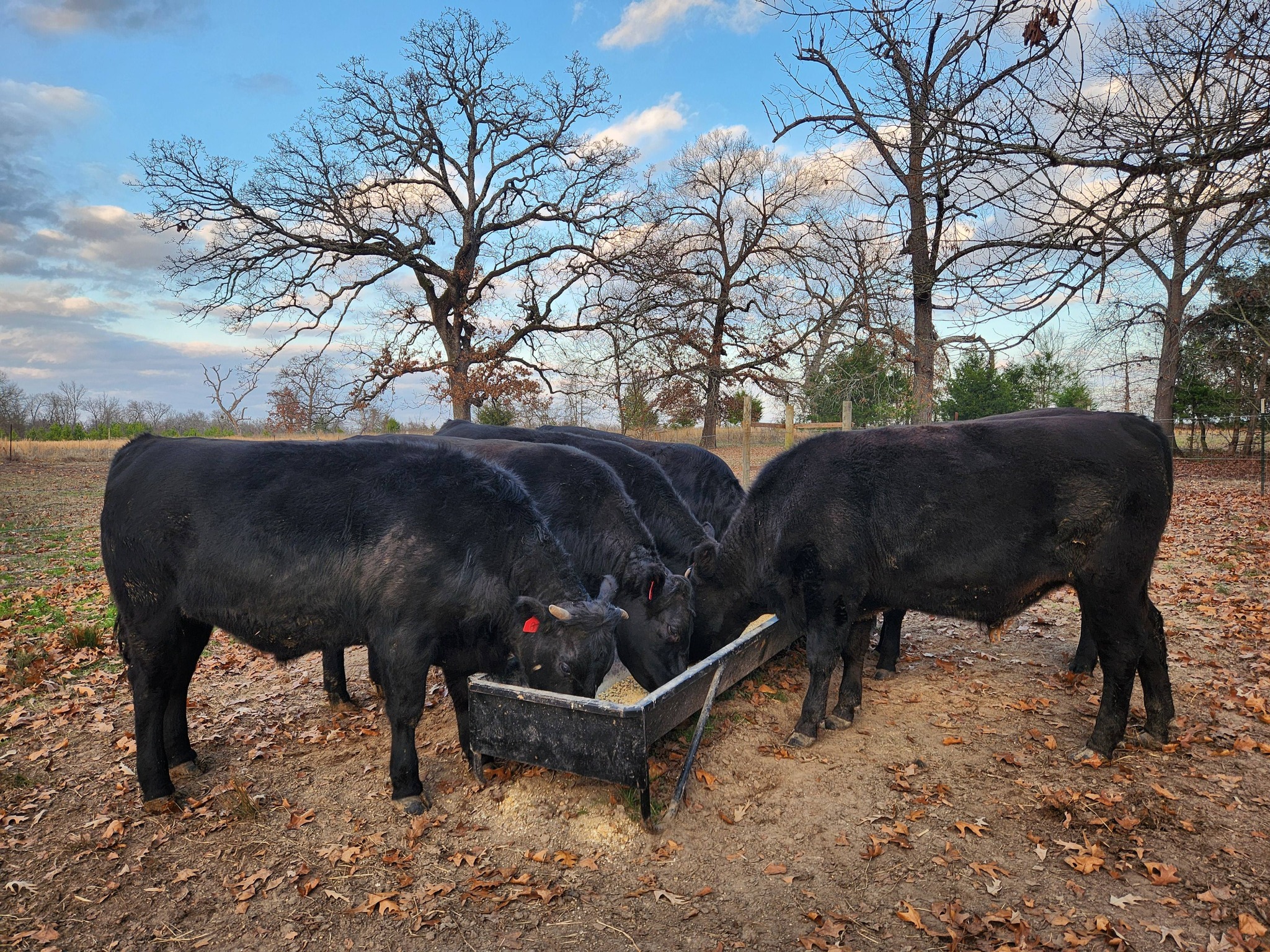 Texzen Ranch | Sumner TX
