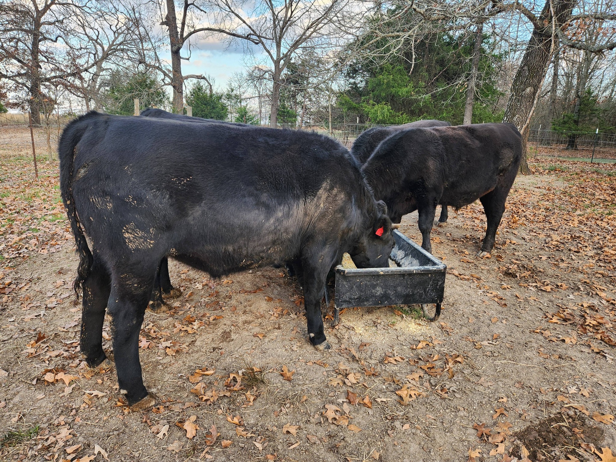 Texzen Ranch | Sumner TX
