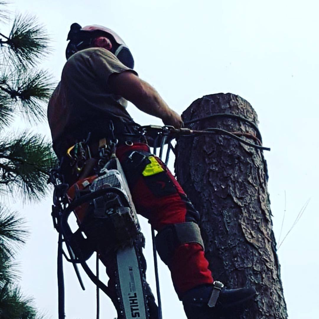 Adam's Tree Service