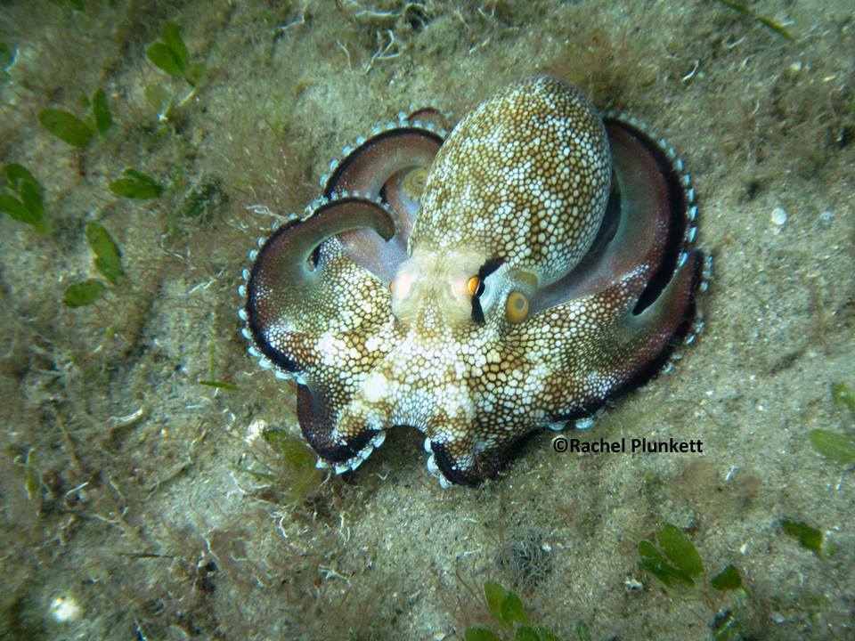 Blue - Today's Fishy Feature is brought to you by Octo Girl, Chelsea ...