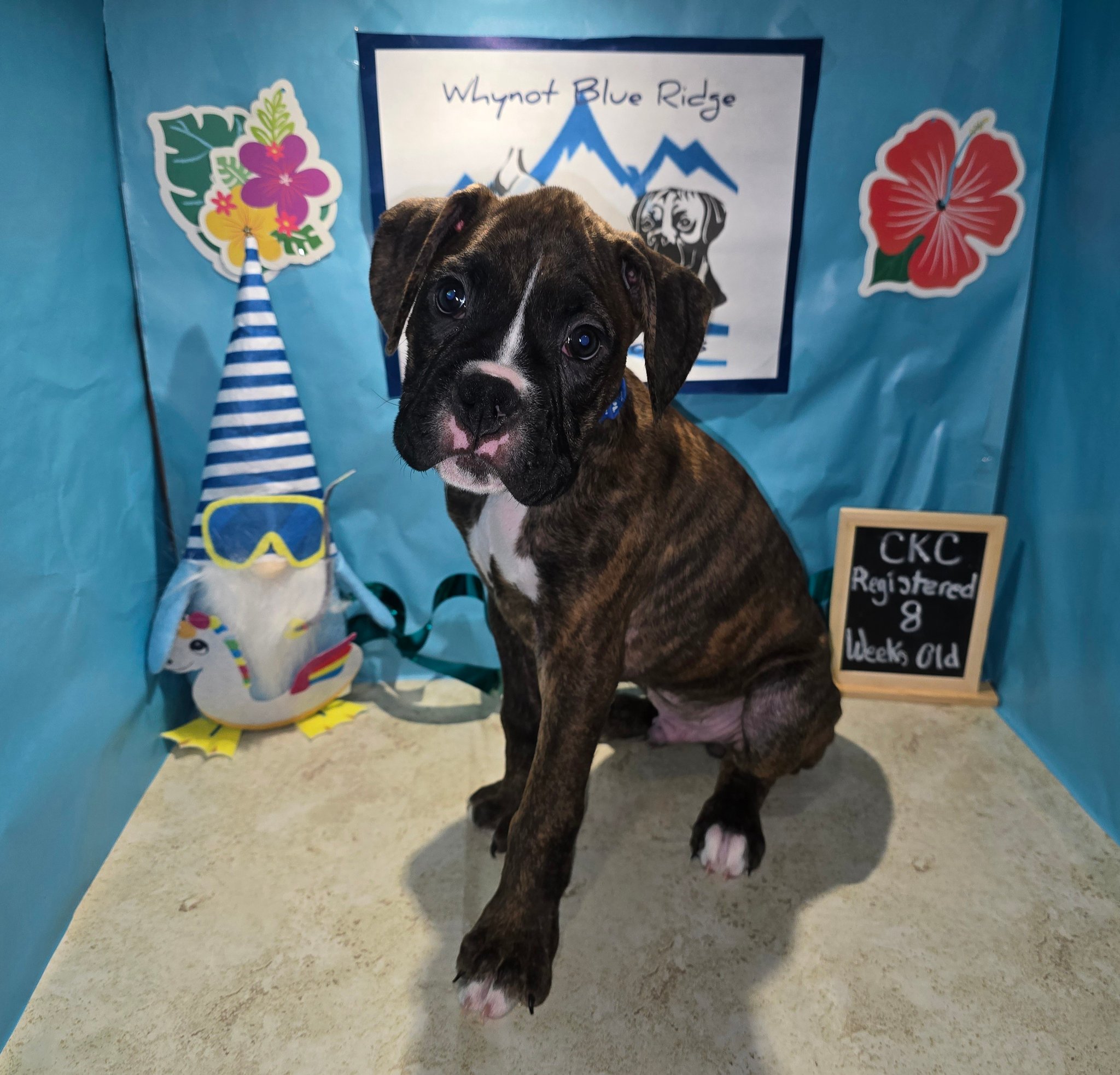 Whynot Blue Ridge Mountain Boxer's