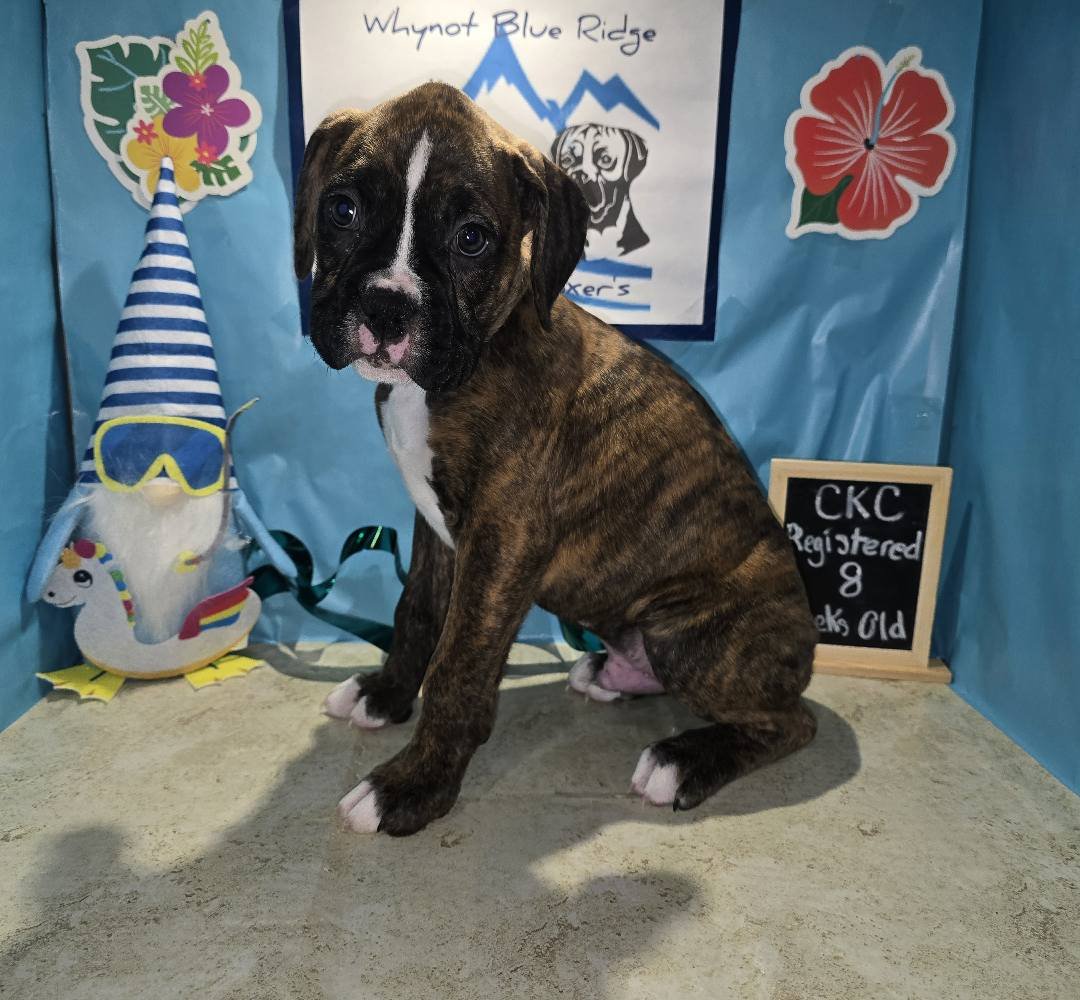 Whynot Blue Ridge Mountain Boxer's