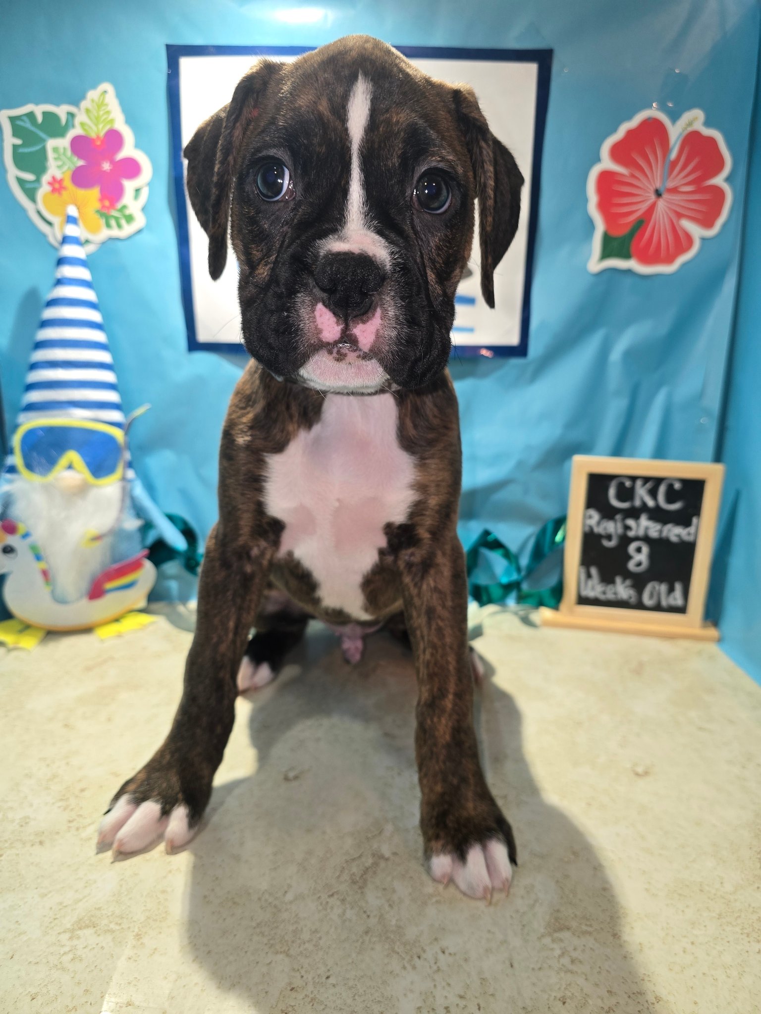 Whynot Blue Ridge Mountain Boxer's