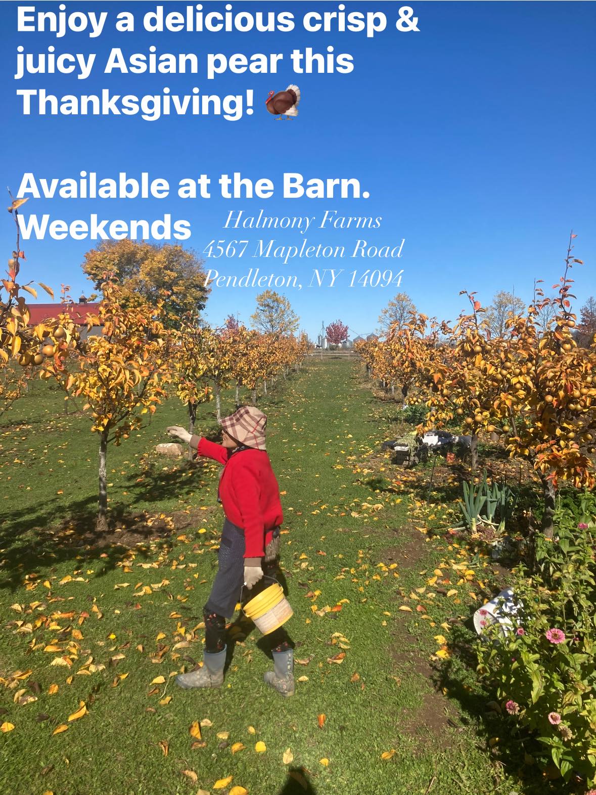 Halmony Farms | Lockport NY