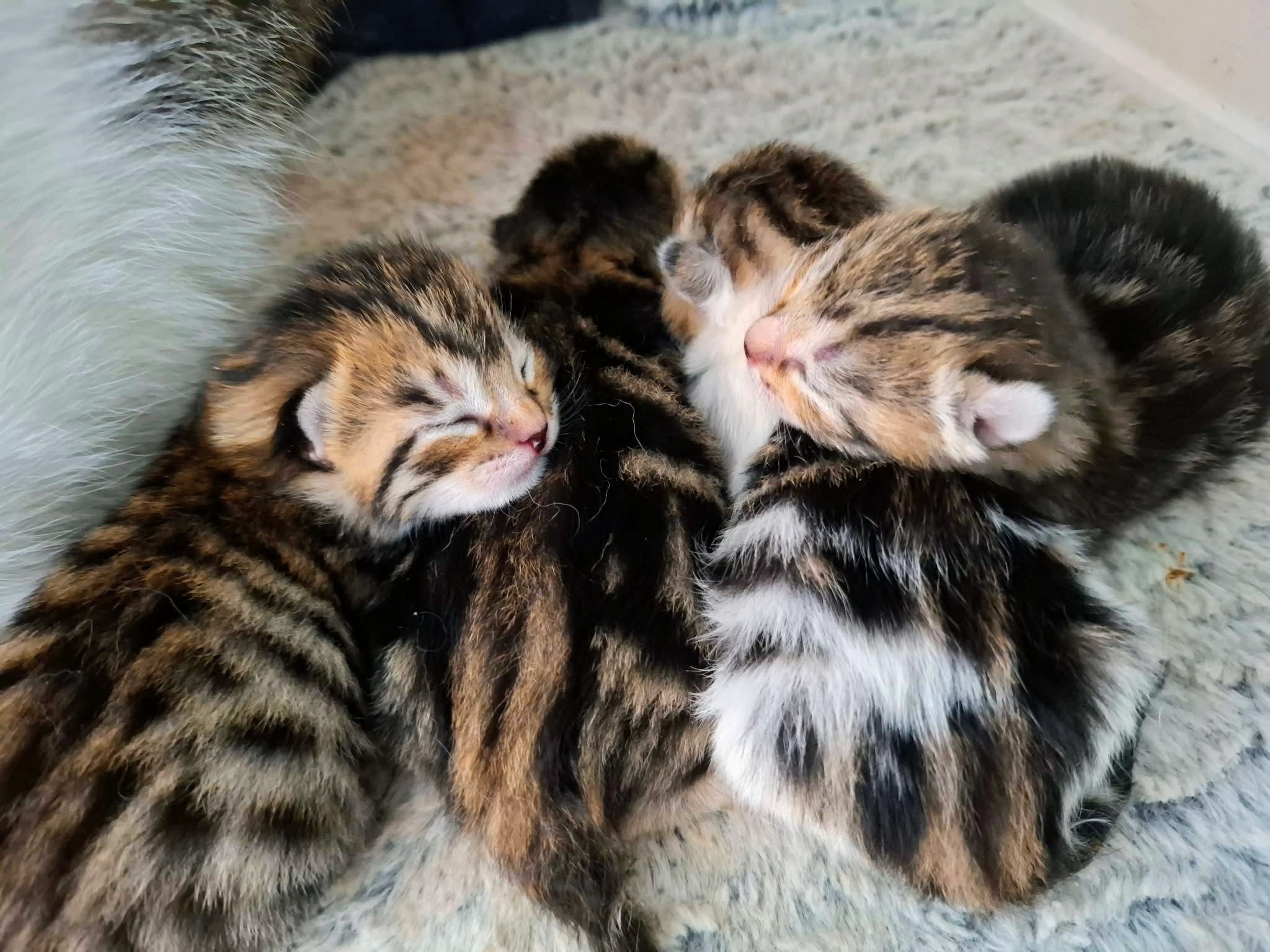 RSPCA Sheffield Shelter added a... - RSPCA Sheffield Shelter