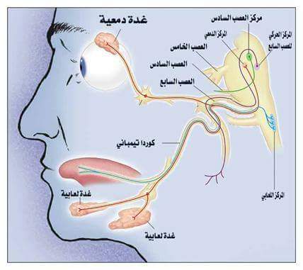 الشريف Echarif L ما هو العصب الخامس Trigeminal Neuralgia الاسباب و الاعراض و طرق العلاج الدماغ هو الجزء المسئول عن جسم الانسان بالكامل و عن تحليل المعلومات و الربط بين