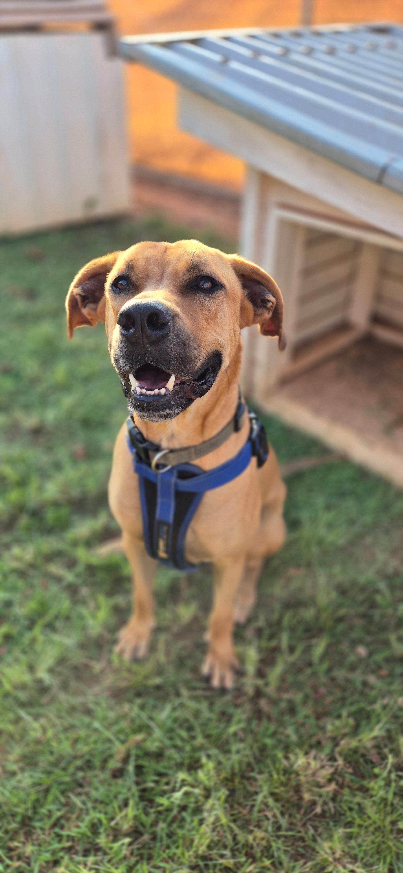 🐾 Farewell, Ripper... - Cape Animal Protection Shelter - CAPS | Facebook
