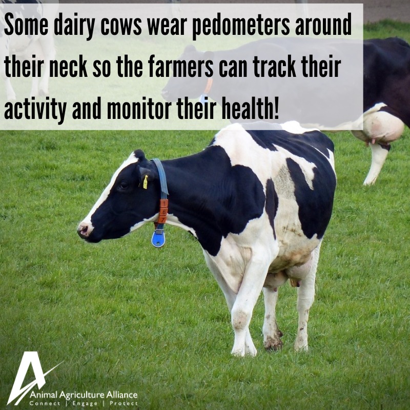 Did you know that some dairy... - Animal Agriculture Alliance | Facebook