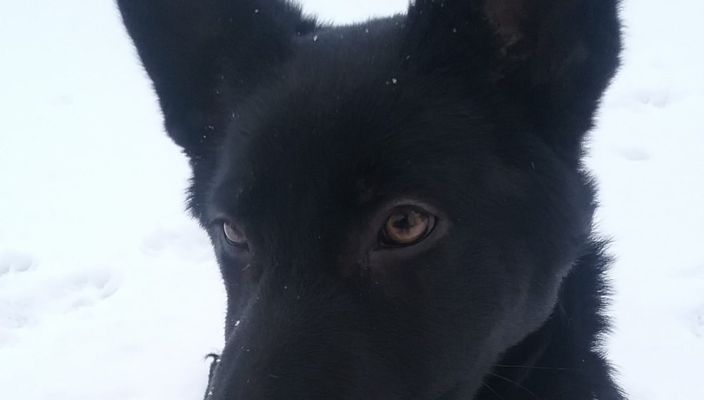 Dog rescue, training, and rehoming | Stuart OK
