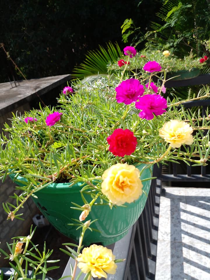 Piniru plant