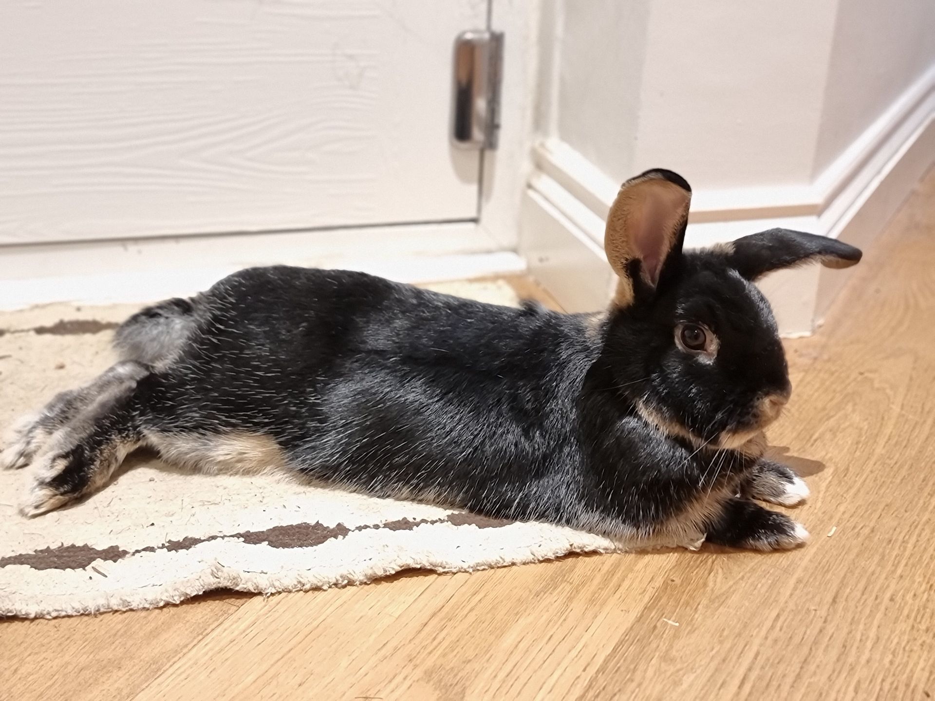 RSPCA - 🌟 Success Story Sunday 🌟 We are very excited to share an update ...