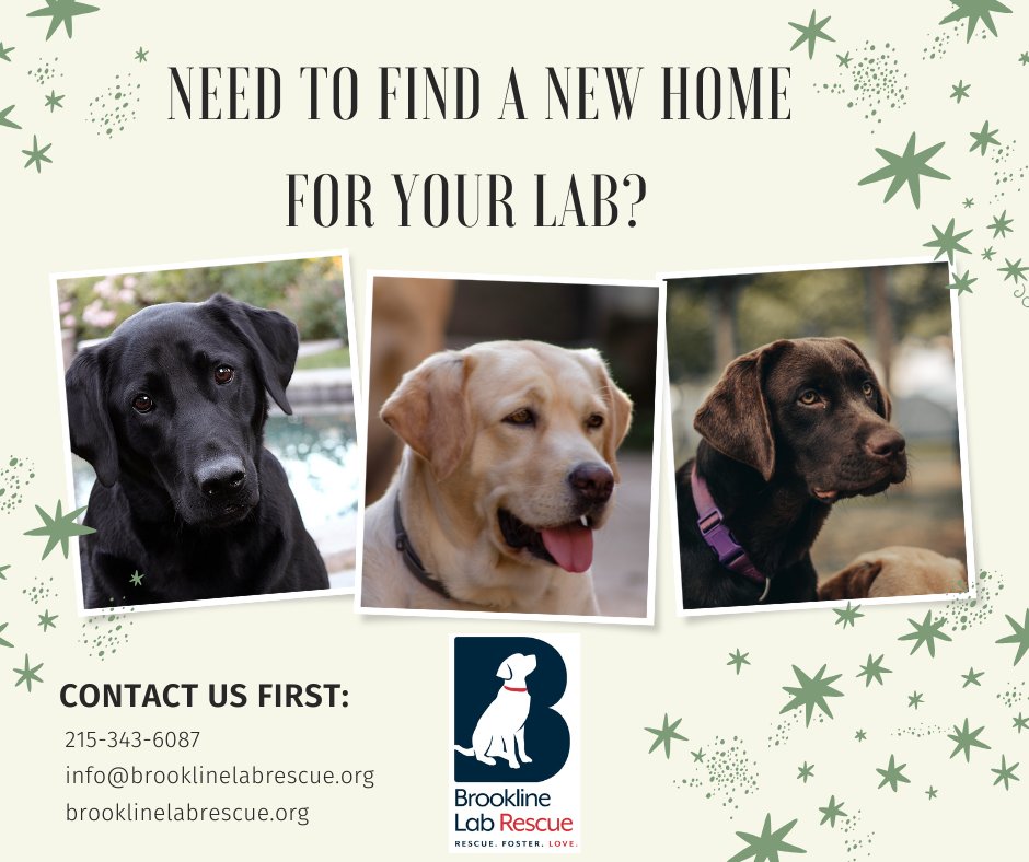 Brookline Labrador... - Brookline Labrador Retriever Rescue