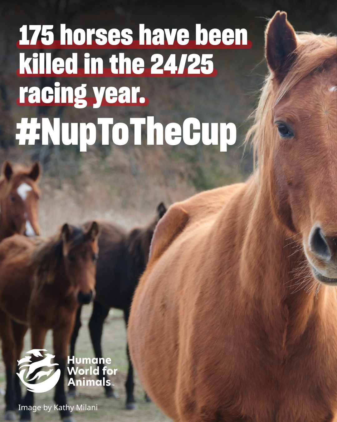 Humane - 175 horses were killed on Australian racetracks during the 24/ ...
