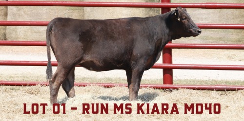 Running R Cattle | Cameron TX