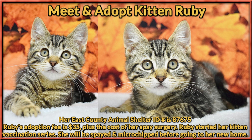 Tri-Valley - MEET & ADOPT RUBY Kitten Shelter ID # is 87675 East County ...