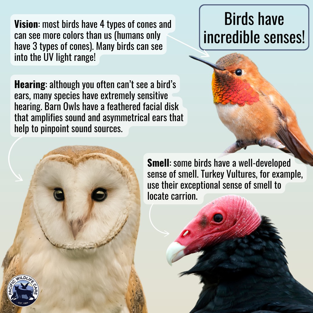 Sea and Sage Audubon... - Sea and Sage Audubon Society