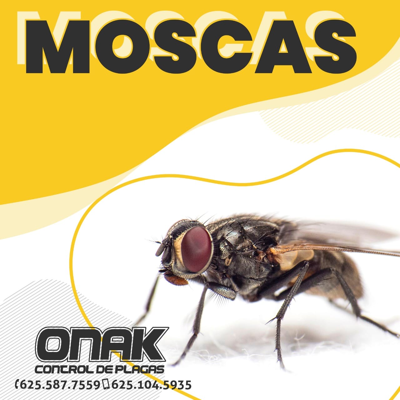 ⚠️ PROBLEMAS CON... - ONAK - Fumigaciones y Control de Plagas | Facebook