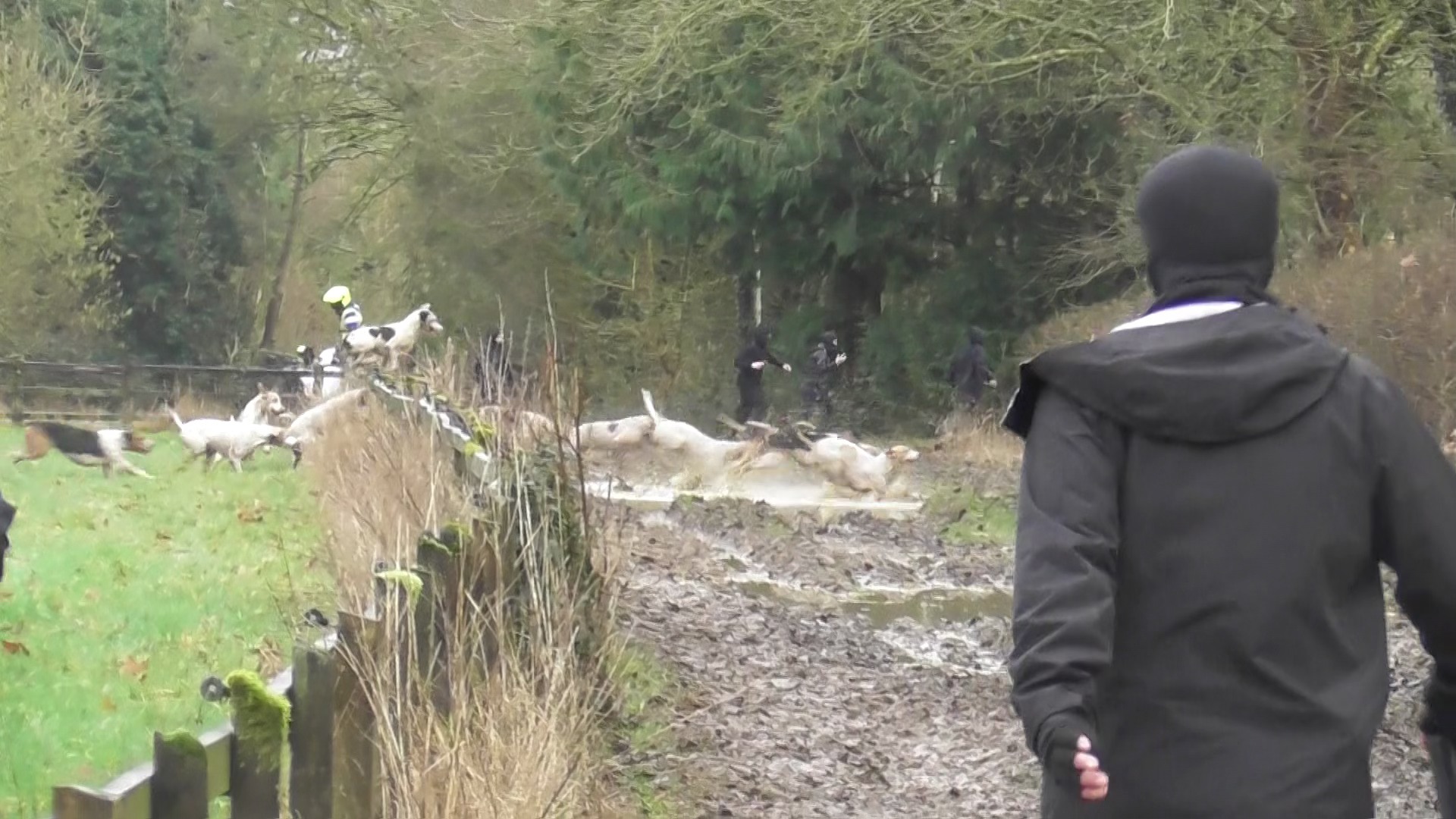 Bristol - ** Day two of the Severn Vale hare hunt festival ** Day two ...