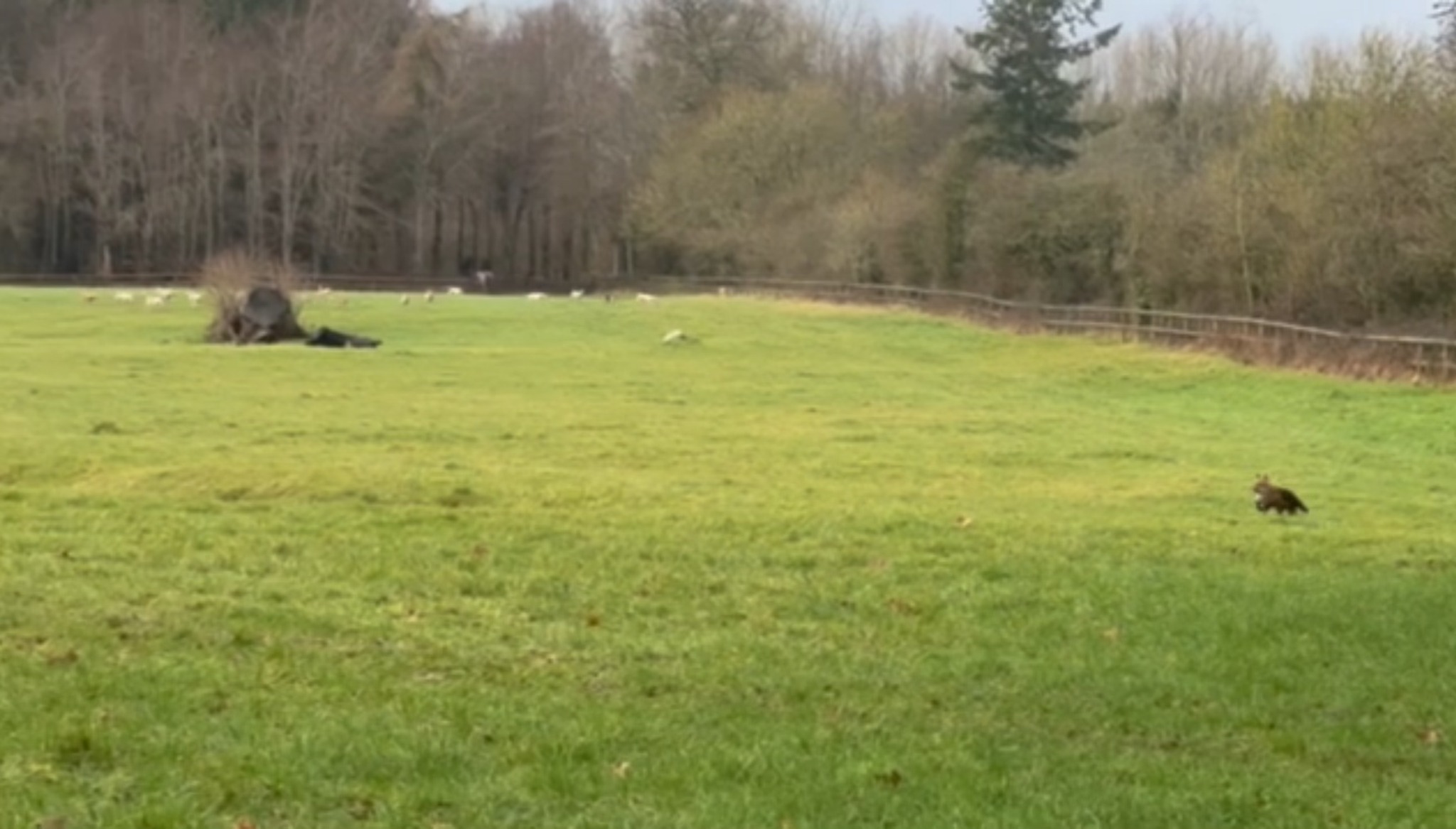 Bristol - ** Day two of the Severn Vale hare hunt festival ** Day two ...