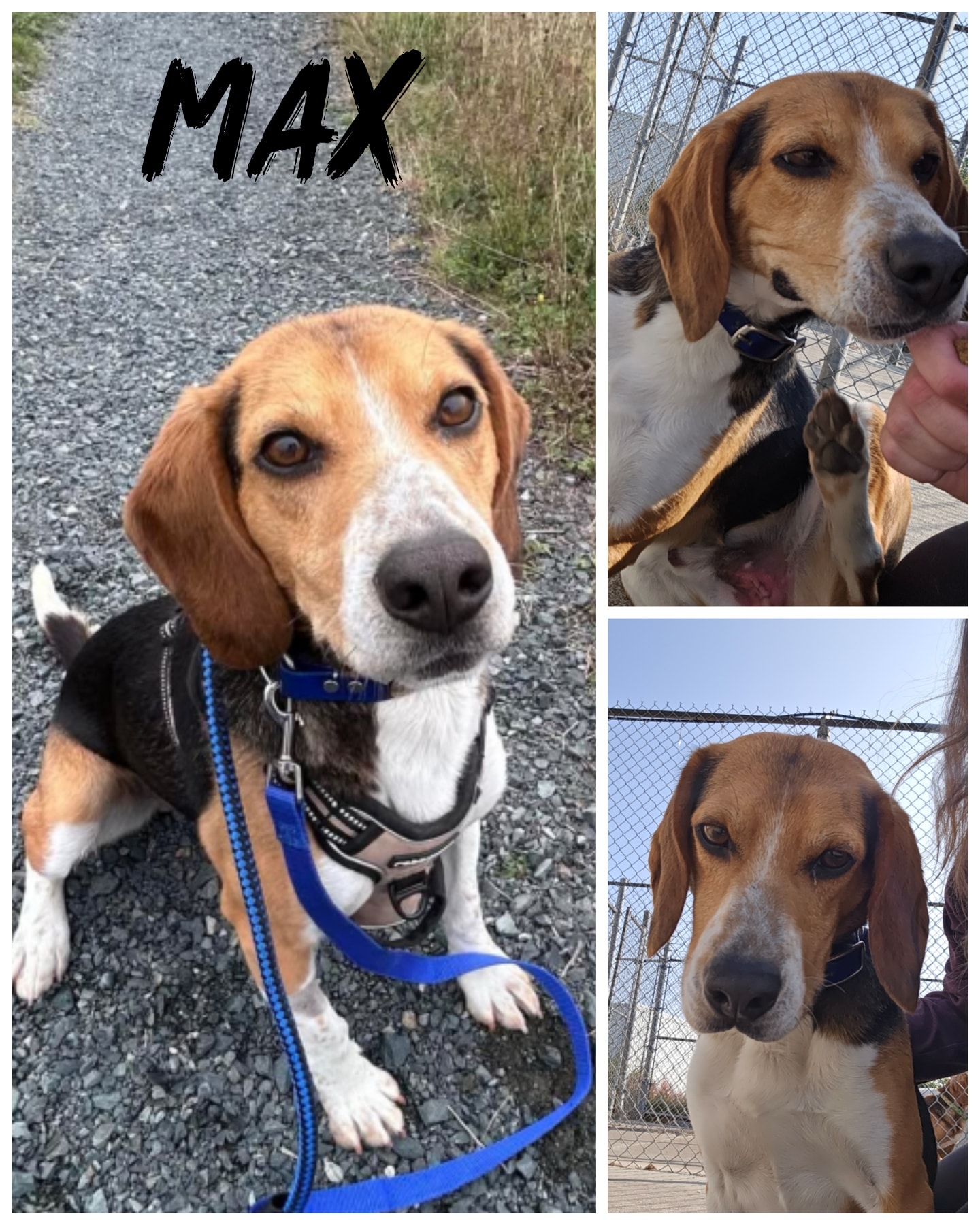 SPCA St.John's - Meet Max! 🐾 Breed: Beagle Mix Age:... | Facebook