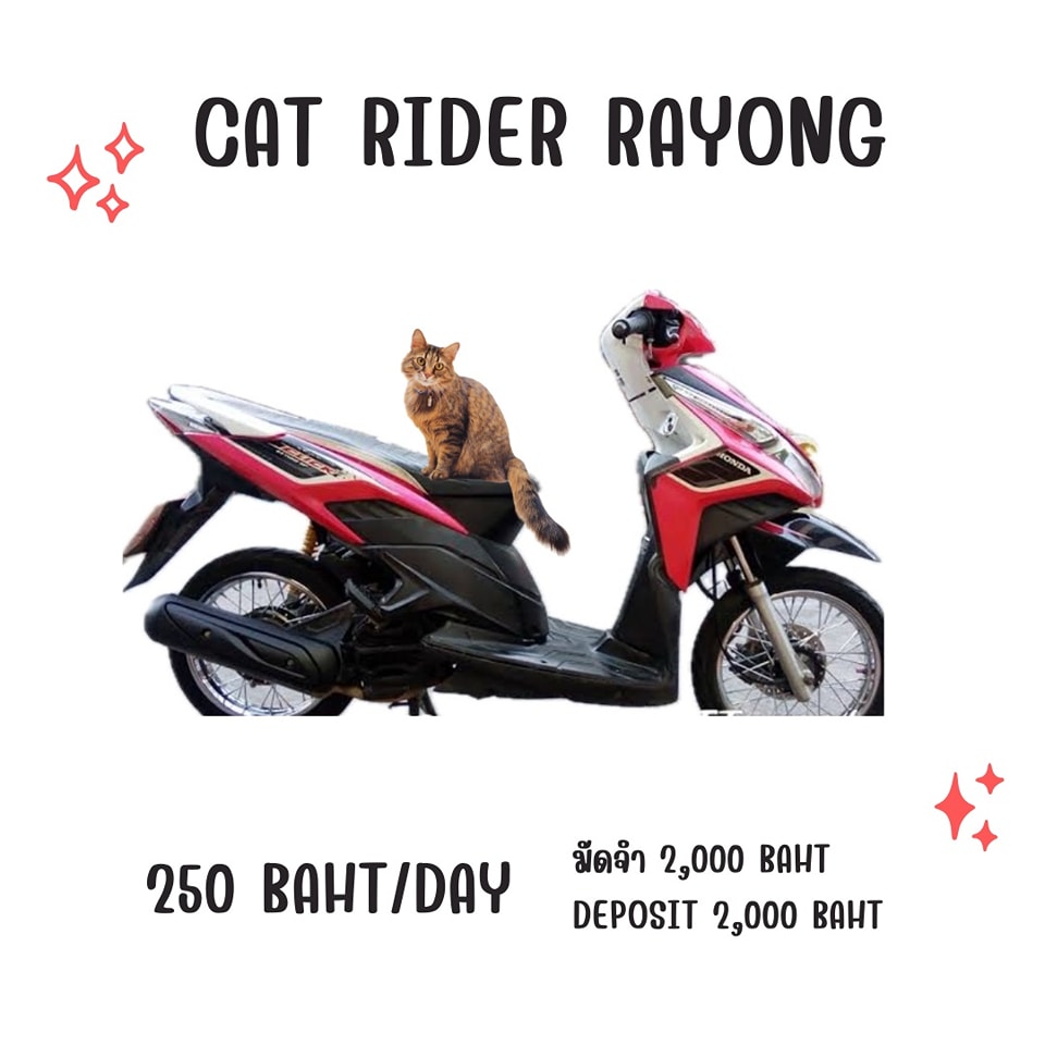Cat... - Cat Rider Rayong Motorbike Rental เช่ามอไซค์ระยอง