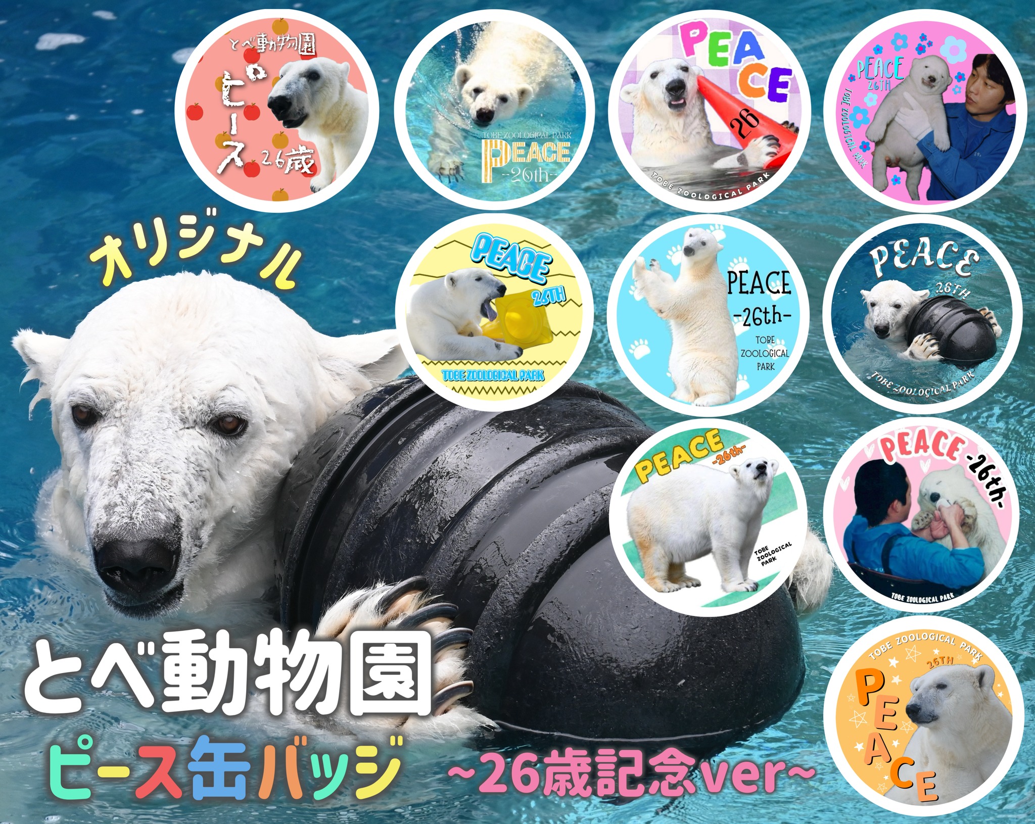 愛媛県立とべ動物園＠クラウドファンディング挑戦中 - #ホッキョクグマ 