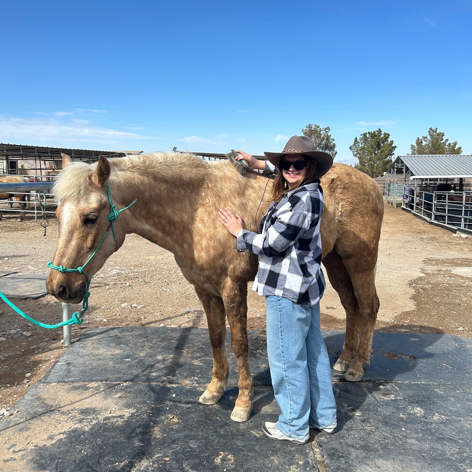 April 26 is Help a Horse Day - a... - Kyle Canyon Ranch | Facebook