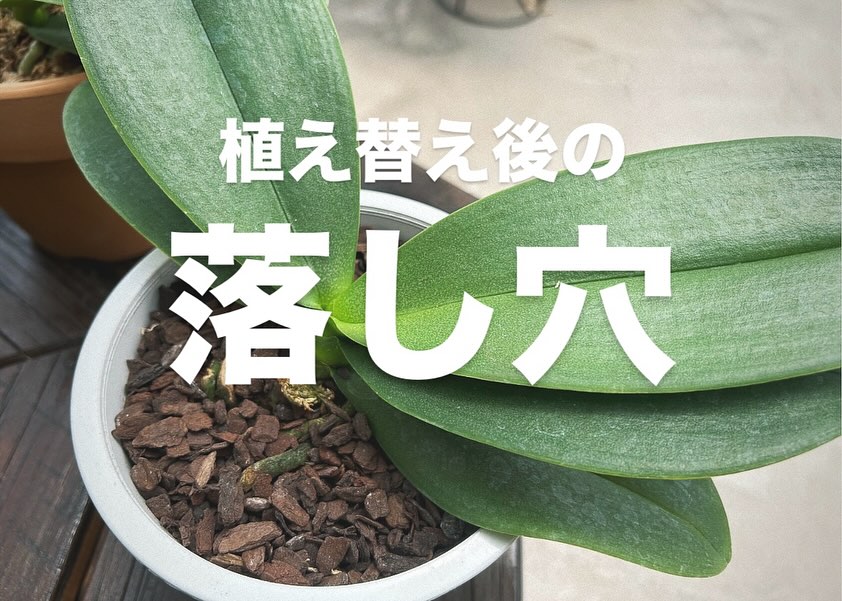 植物の植え替え後はたっぷり水をあげるものが多いですが、胡蝶蘭の植え