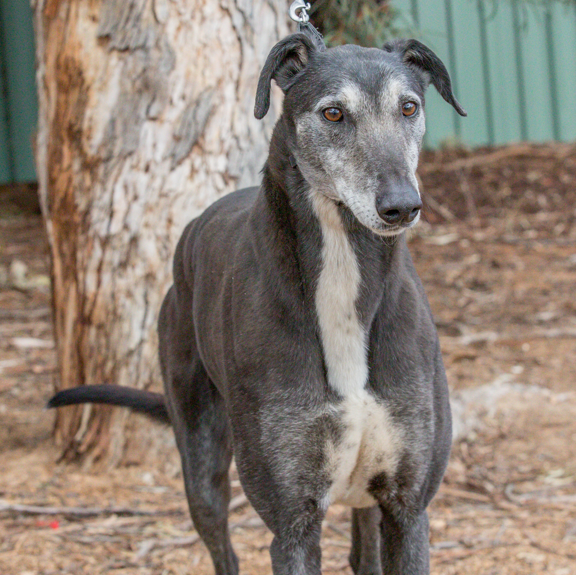 Greyhound - Pickles Age: 5 years old (whelped 03 May 2020) Racing Name ...