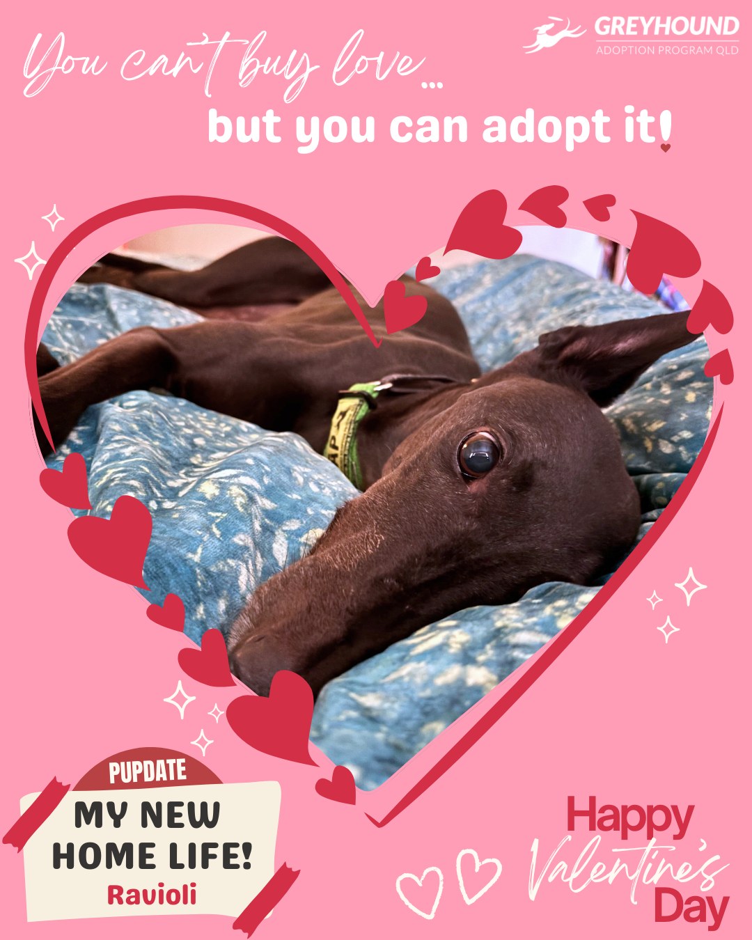 Greyhound - Foster update: Poppy has been in foster care for a few ...